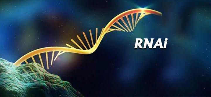 RNA-Interferenz (RNAi)